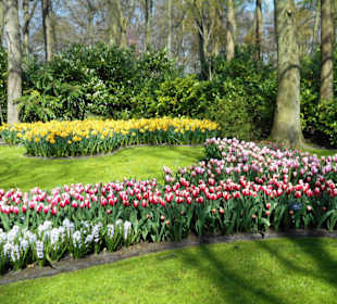 Blumenpracht im Keukenhof