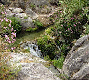 Herrliche Vegetation