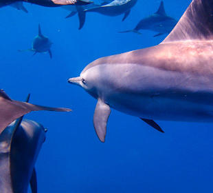 Sataya Dolphin Reef