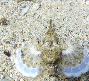Schnorcheln Marsa Alam