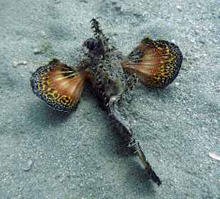 Schnorcheln Makadi Bay