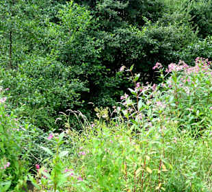 Spaziergang durch das Schönebecker Auetal