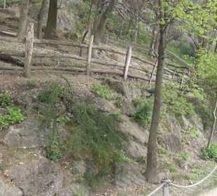 Südamerika Bereich - Capybara