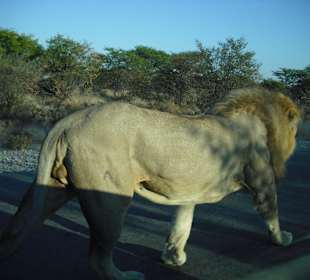 Ausflug in den Etosha Park