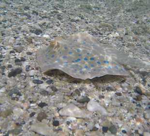 Blaupunktrochen am Strand