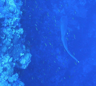 Weißspitzenriffhai an Elphinstone