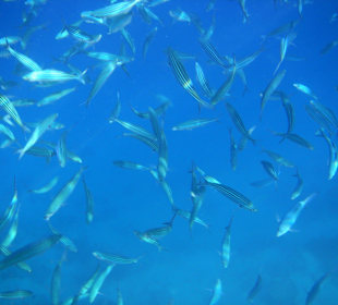 Schnorcheln. Hotel Bel Air Azur Resort