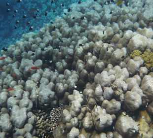 Korallengarten Gorgonia Beach