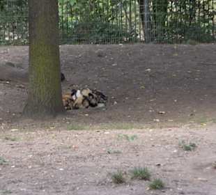 Zoologischer Garten