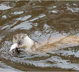 Fischotter Fütterung