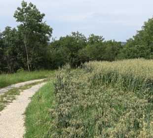 Premiumspazierweg Früchtetrauf-Leisawegle
