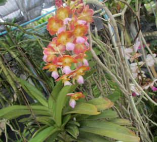 Orchidee
