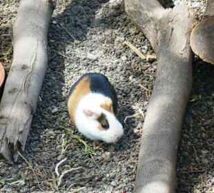 Botanischer Garten Viveiro