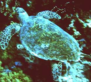 Schnorcheln lohnt sich...