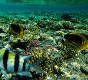 Tolle Unterwasserwelt