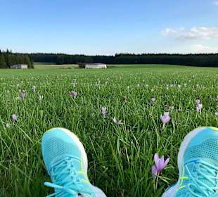 Wandern Friedenweiler