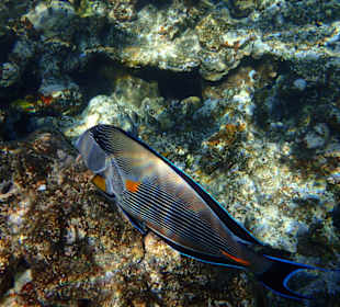 Wunderschönes Hausriff