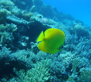 Schnorcheln amm Riff