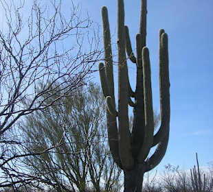 Saguaro Park