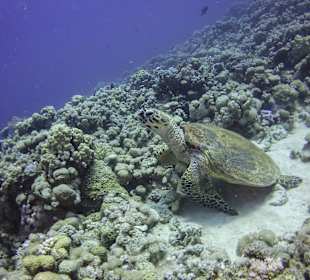 Aquarius Bootsausflug