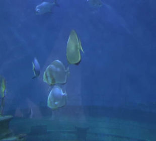 National Aquarium Malta