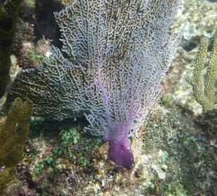 Korallen am Hausriff