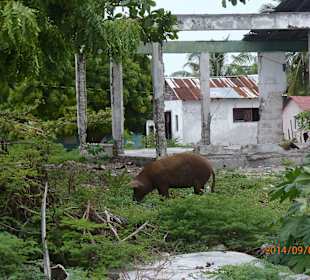 Wildschweine auf Mano Juan, Saona
