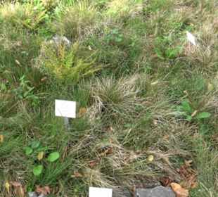 Alpinum