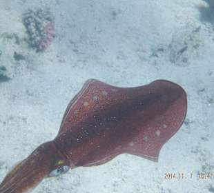Schöne Unterwasserwelt
