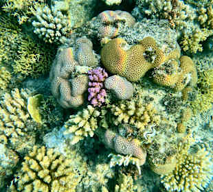 Schnorcheln Marsa Alam
