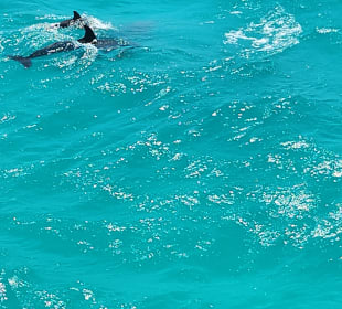 Delfin Tour Dolphine House