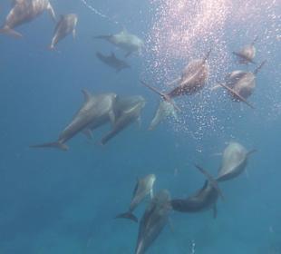 Der erste Schwarm am 1. Riff