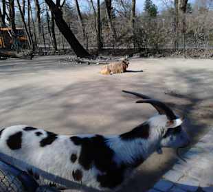 Tierpark Hellabrunn in München