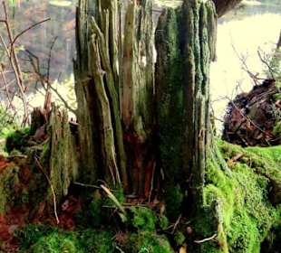 Wurzel-Gebäude : der Rest eines Baumstammes