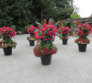 Im Butchart Garden unterwegs
