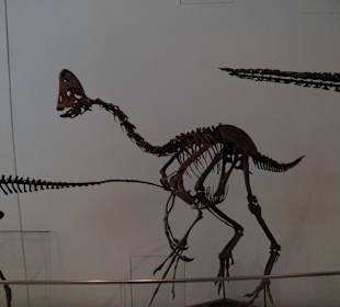 Dinosaurier-Skelette im Royal Ontario Museum
