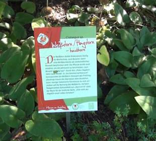 Staudengarten - Berggarten