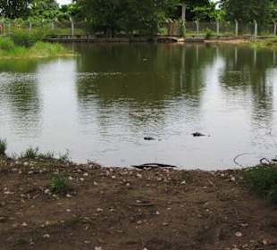 Krokodile im Wasser