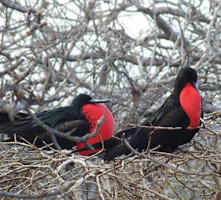 Два фрегата-самца