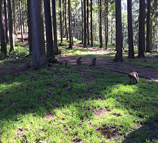 Makaken im Park