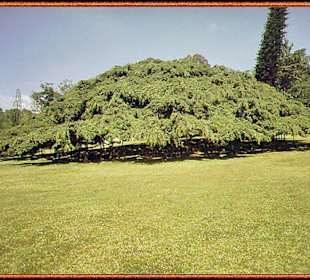 Der grösste Baum der Wrlt noch in volle größe 1982