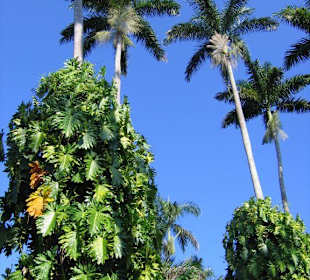 "Royal Palm Reserve" bei Negril