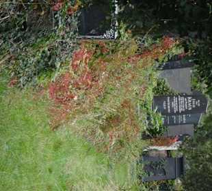 Jüdischer Teil des Zentralfriedhofes