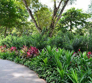 Botanischer Garten Singapur