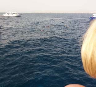 Dolphinhous