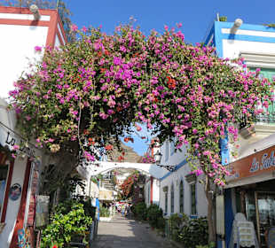 Hier blühen Bougainvilleas um die Wette