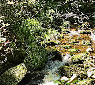 Rundwanderweg Baiersbronn