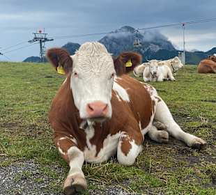 Wandern Hermagor - Pressegger See