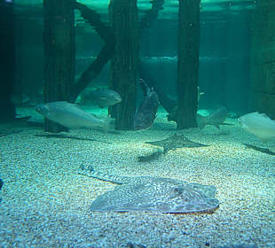 SeaLife