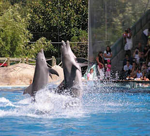 Im Zoo von  Lissabor